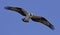 Soaring Osprey