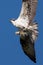 Soaring osprey carrying a fish in it\'s talons