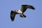 Soaring osprey carrying a fish in it\'s talons