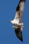 Soaring osprey carrying a fish in it\'s talons