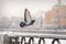 Soaring pigeon from the fence of embankment in winter during snowfall against backdrop of old city