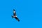 Soaring Red Kite by a cloudless sky