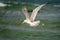 A soaring seagull on the background of the sea