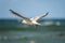 A soaring seagull on the background of the sea