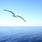 Soaring seagull over sea
