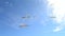 Soaring seagulls in the sky. White sea gulls flying in blue sky on sunny day.