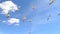 Soaring seagulls in the sky. White sea gulls flying in blue sky on sunny day.