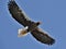 Soaring Steller`s sea eagle. Blue sky background.
