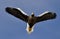 Soaring Steller`s sea eagle. Blue sky background.