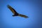 Soaring Turkey Vulture