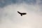 Soaring Turkey Vulture