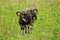 Soay sheep on Scottish island