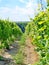 Sobes Moravian vineyard