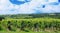 Sobes Moravian vineyard