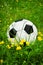 Soccer ball, football is in grass with flowers in spring