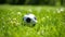 soccer ball resting on a freshly mowed green field, perfect for sports-related designs