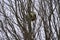 Soccer ball stuck in branches of tree without leaves, Dublin, Ireland. Football ball riding on top of the tree