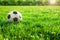 Soccer ball on a sunlit grass field, 3D rendering concept