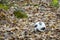 A soccer ball with an unusual pattern lies among the fallen autumn leaves in the forest. Forgotten things in the Park. A lost ball