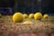 Soccer balls on the field. Footballs for practice put on the grass