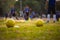 Soccer balls on the field. Footballs for practice put on the grass