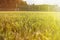 Soccer Field Goal Green Grass Outdoor Sunset.