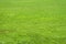 Soccer grass