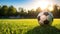 Soccer sports ball on a pristine field with ample negative space
