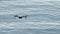 SOCHI, RUSSIA - MAY 09, 2022: Dji Mini Mini 2 drone in the sky against the background of the sea, a quadcopter hovering