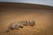 Sochurek`s saw-scaled viper in dune habitat of Jaisalmer