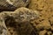 Sochurek`s Saw-scaled Viper, Echis Carinatus Sochureki Closeup of Head. Desert National Park