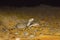 Sochurek`s Saw-scaled Viper, Echis Carinatus Sochureki Desert National Park