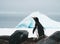 Sociable birds, Gentoo penguins, Pygoscelis Papua on a floating iceberg, one jumping out of the sea to join other birds