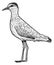 Sociable Plover, Lapwing illustration, drawing, engraving, ink, line art, vector
