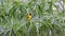 Sociable weaver bird against foliage, Namibia