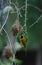 Sociable weaver bird, Namibia