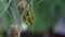 Sociable weaver bird & nest, Namibia