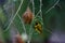 Sociable weaver bird weaving nest, Namibia