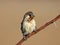 Sociable weaver eating a grashopper