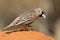 Sociable weaver kicking up dirt looking for seeds