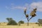 Sociable weaver nest in a dead tree amidst sand dunes in the Kalahari