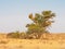 Sociable Weaver Nest in the Kalahari