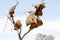 Sociable weaver nests in the Kalahari