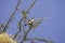 Sociable Weaver, philetairus socius, Adult with Grass in Beak, Building Nest, Kenya