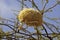 Sociable Weaver, philetairus socius, Adult with Grass in Beak, Building Nest, Kenya