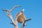 Sociable weaver, Philetairus socius, next to a community nest