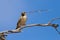 Sociable weaver sitting on a dry branch with a piece of grass