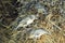 Sociable Weavers work on nest, Kgalagadi Transfrontier National Park , South Africa