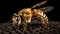The Social Behavior of Western Honey Bees\\\