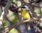 SOCIAL FLYCATCHER MYIOZETES SIMILIS Panama